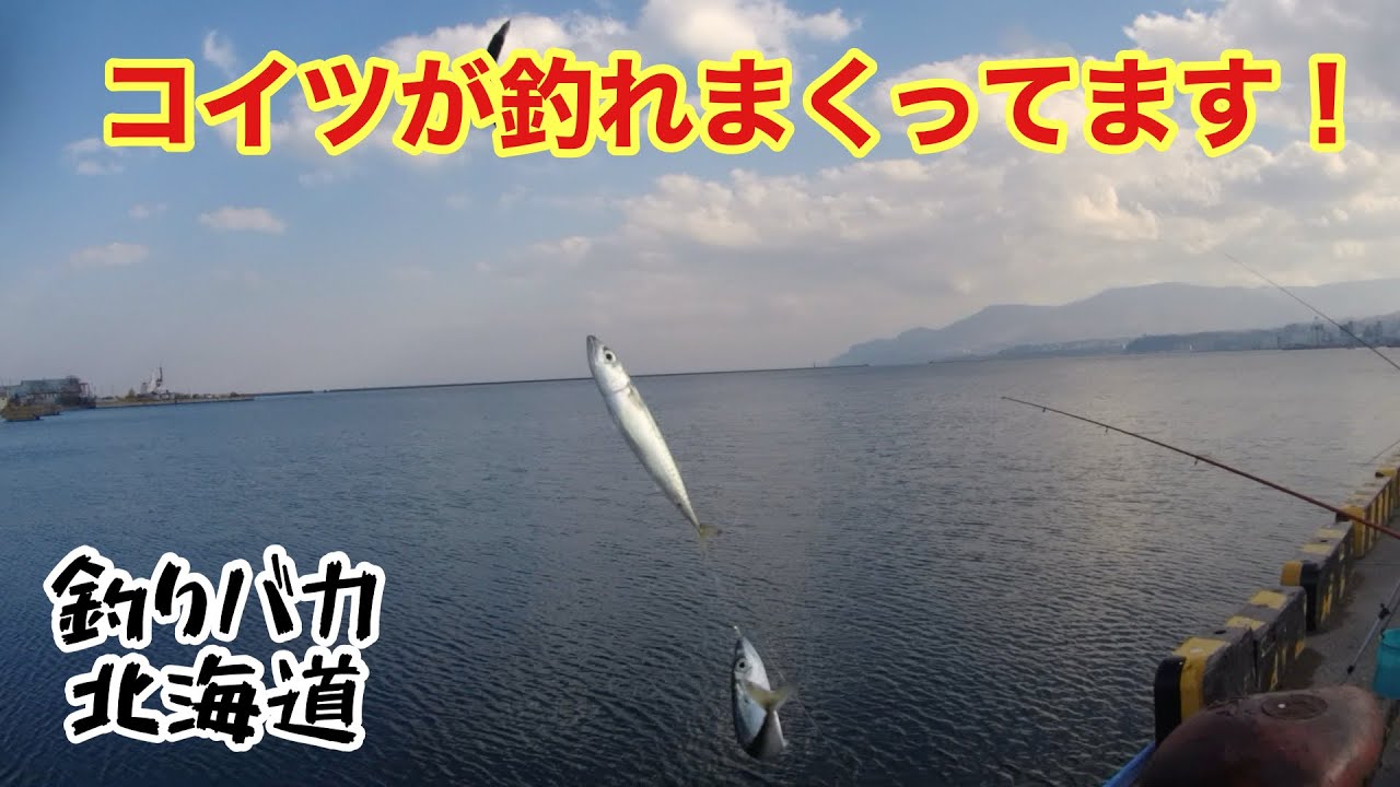 【海釣り】入れ食い！？鯉のぼりサビキ釣り【サビキ釣り】