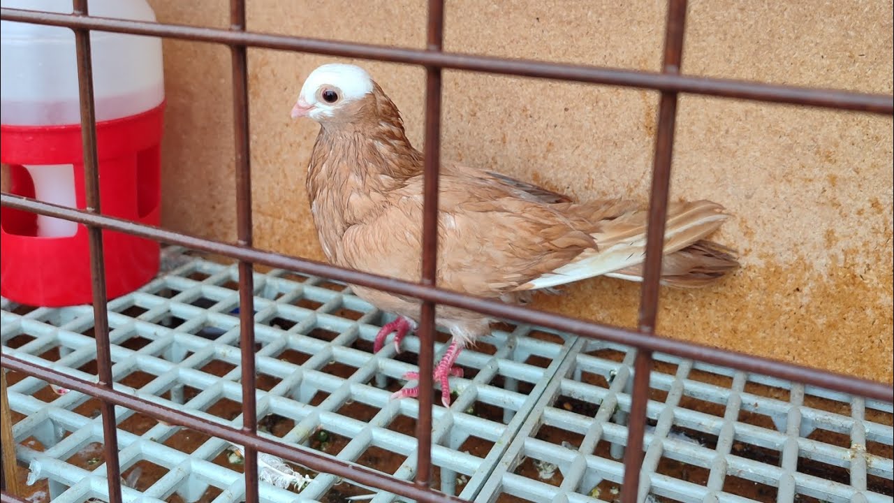 Bugünün Üçüncü Misafiri Sarı Baska
