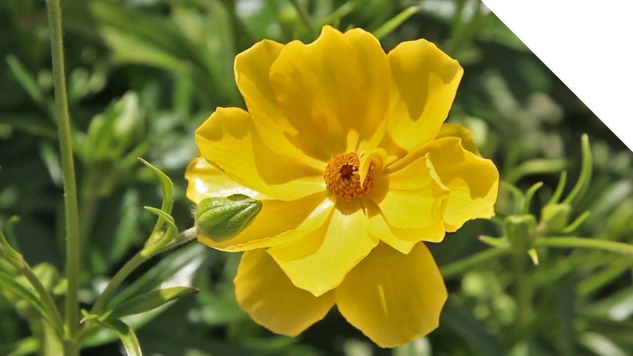 How It's Grown: Butterfly Ranunculus