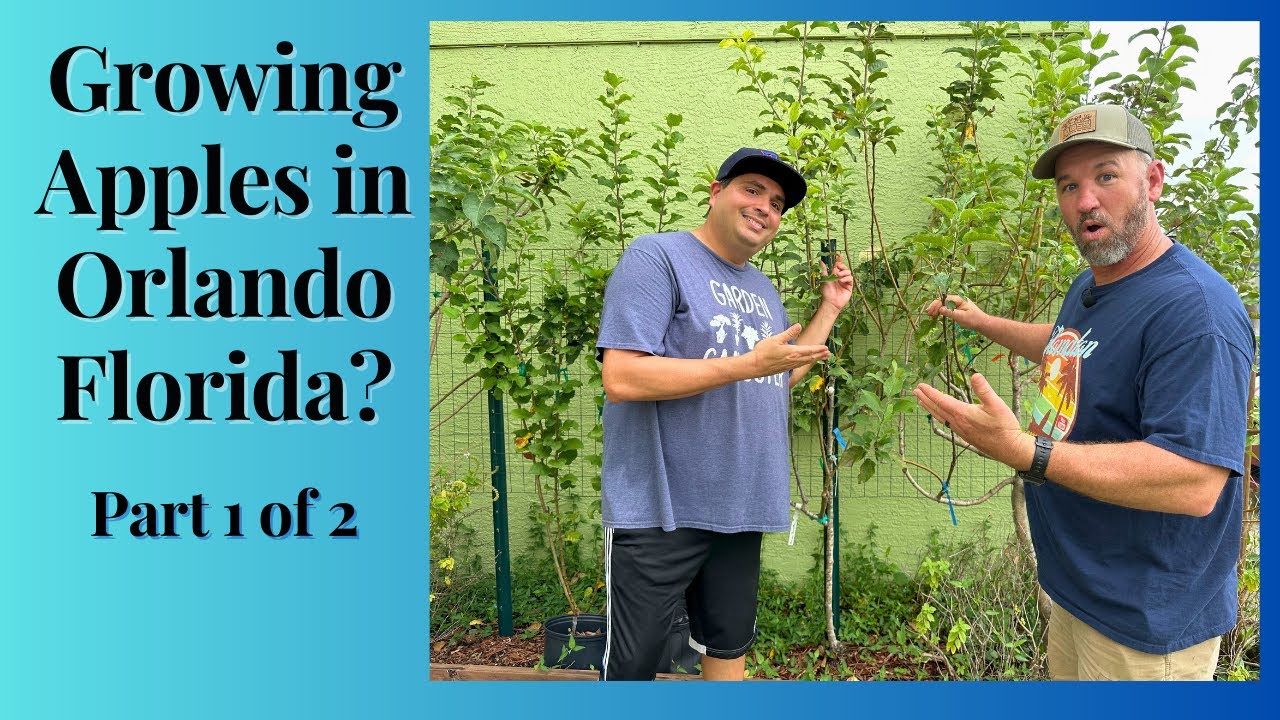 The Secret to Growing Apples in Florida! Trick your Tree!