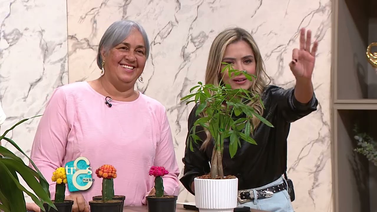Plantas de interior, cómo cuidarlas - Las Tres Gracias