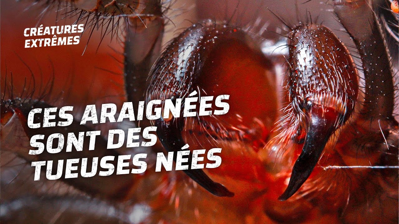 Veuve noire VS araign&eacute;es &agrave; toile-entonnoir : attention danger