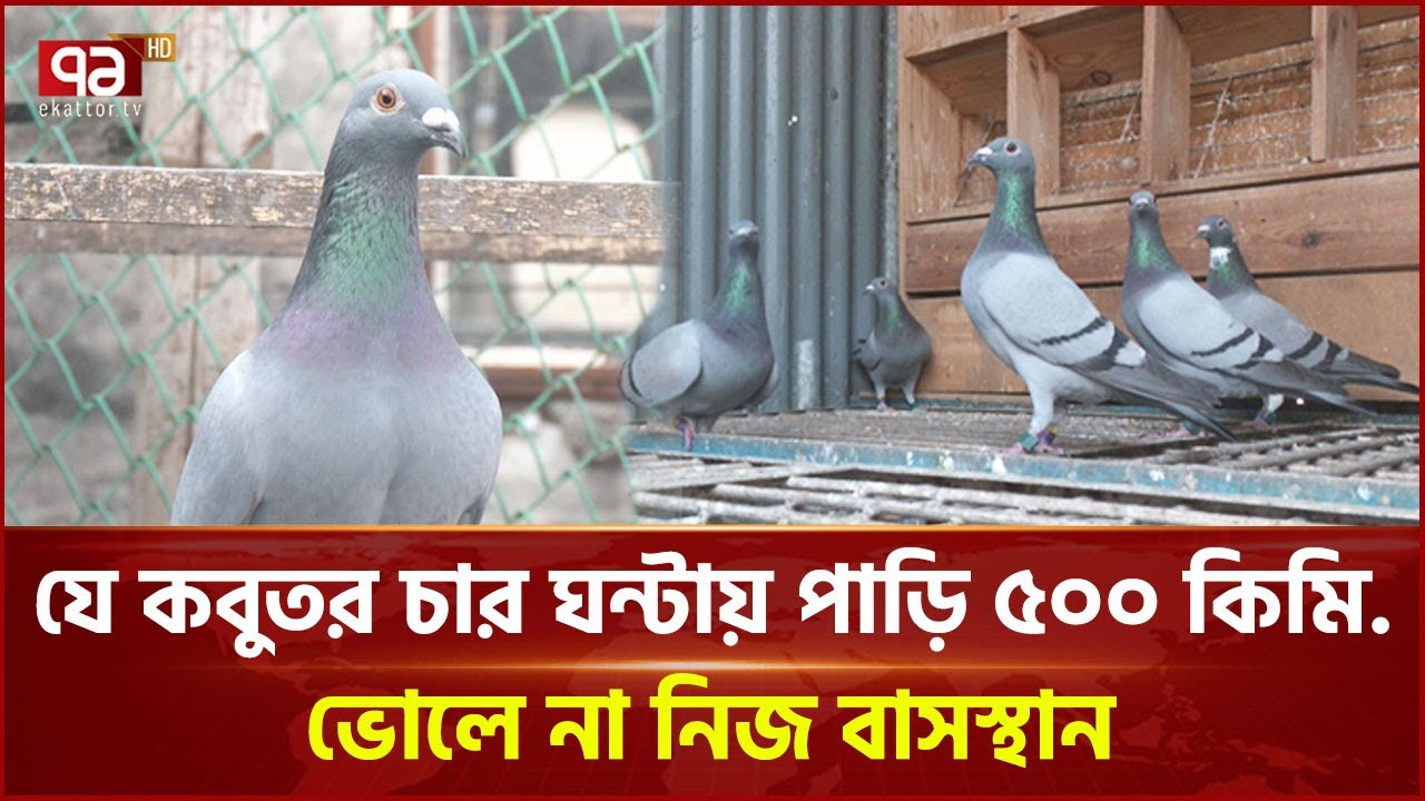কবুতরবাজির এক অনন্য গল্প | Pigeon Race | News | Ekattor TV