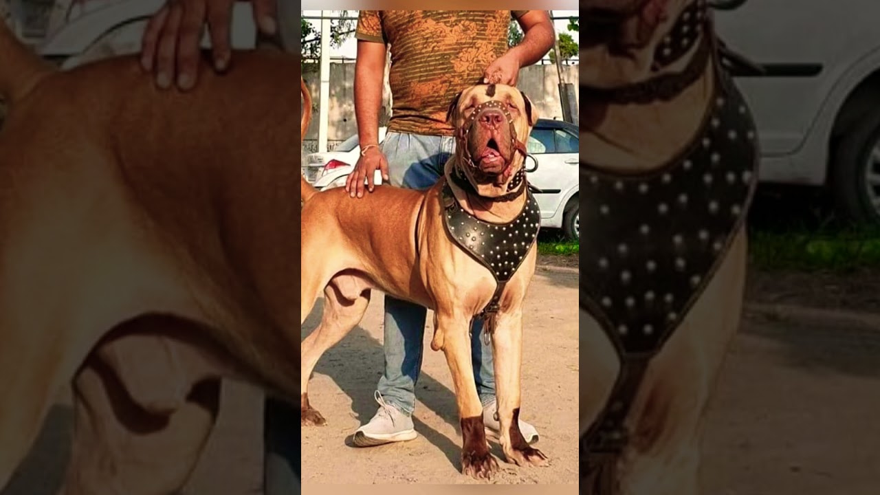 Bully Pakistan bully Indian-mastiff 