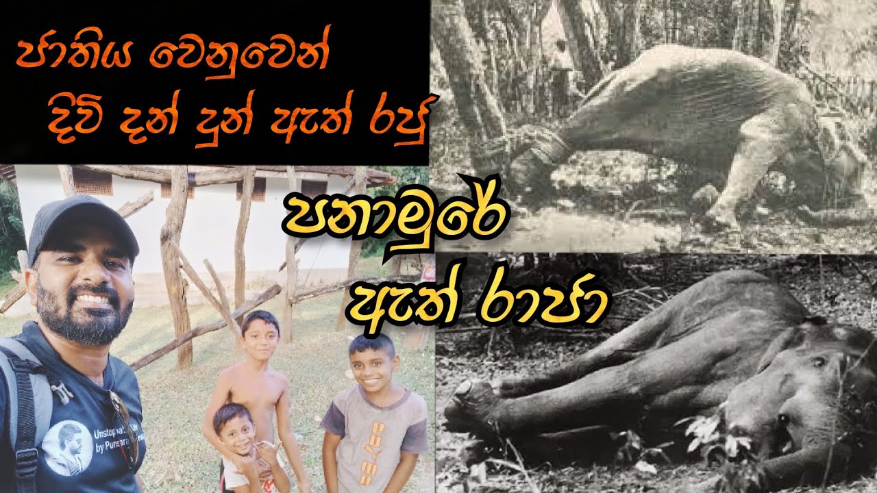 Panamure ath raja | ජාතිය වෙනුවෙන් දිවි දුන් වීරයා | Panamure Elephant Kraal | Panamure Eth Rajaya