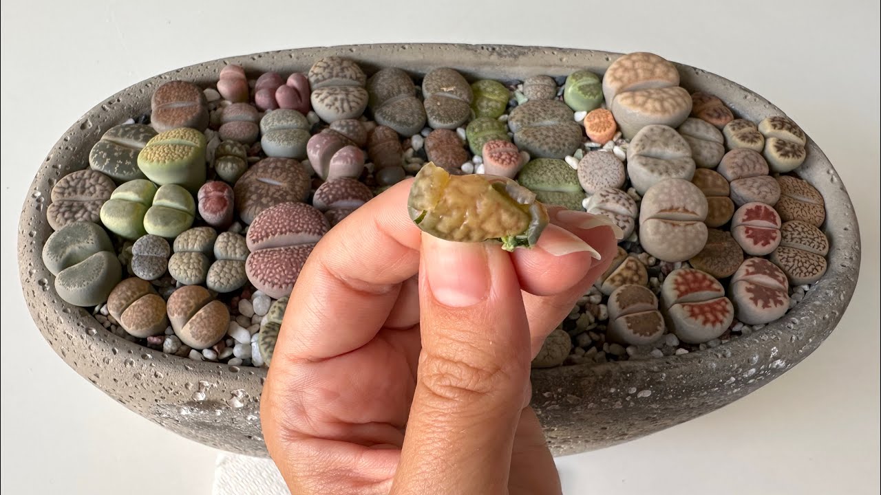 Литопсы/ Lithops. Можно ли удалять у литопса старую пару листьев? 18.09.2023.