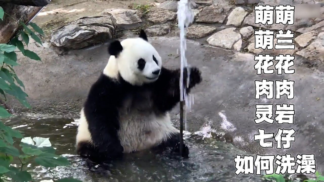 熊猫如何洗澡：萌兰大战水龙头，花花全靠谭爷爷伺候，肉肉哈哈笑，灵岩边洗边唱，七仔边洗边扭