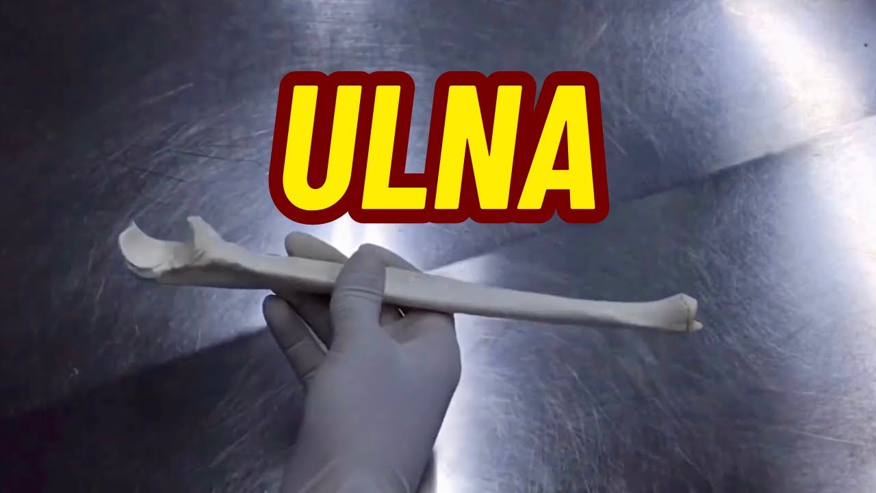 ACIDENTES ÓSSEOS DA ULNA