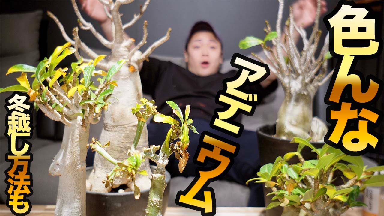 冬なのにアデニウム?！だからこそ知っておくべきアデニウムのこと！