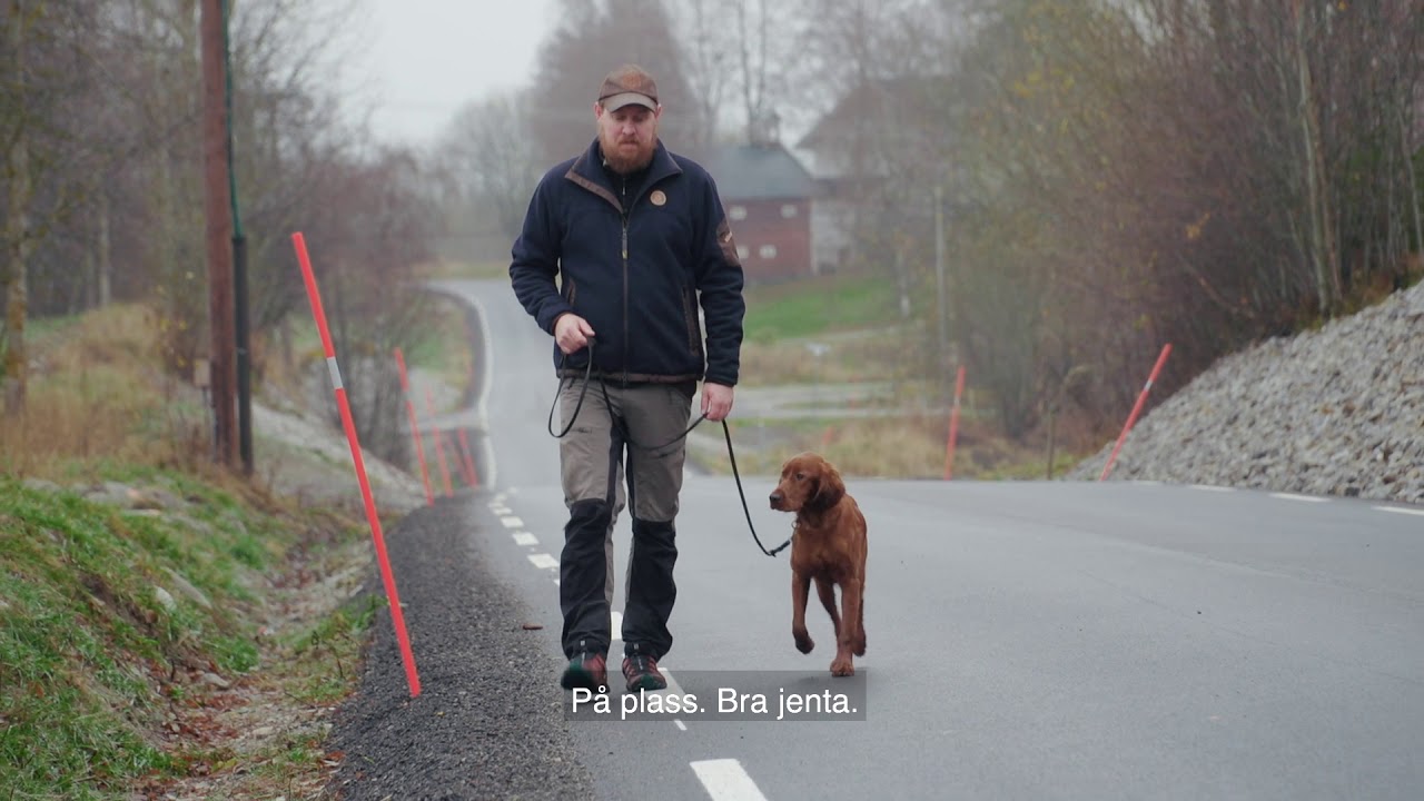 L&aelig;r hunden din linef&oslash;ring (del 2)