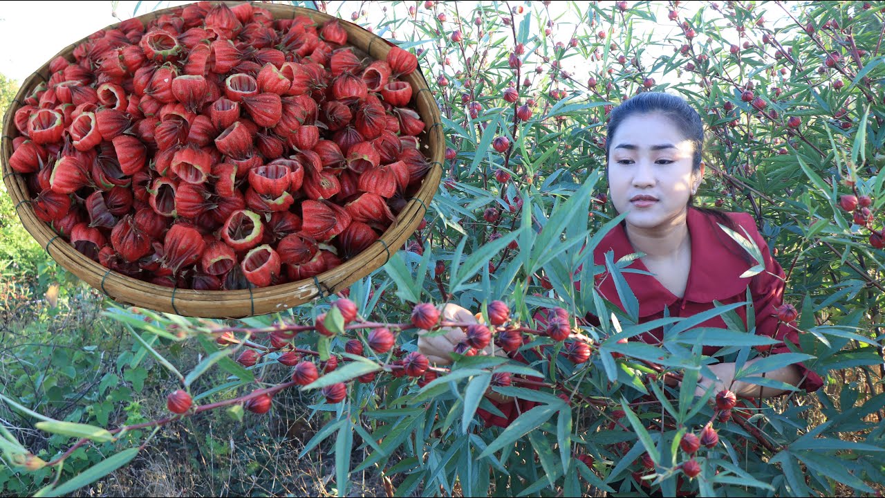 Luoshen flower tea recipe  / Roselle flower tea, Sweet and sour tea / Cooking with Sreypov