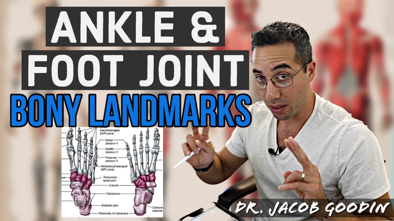 Ankle & Foot Anatomy: Bony Landmarks