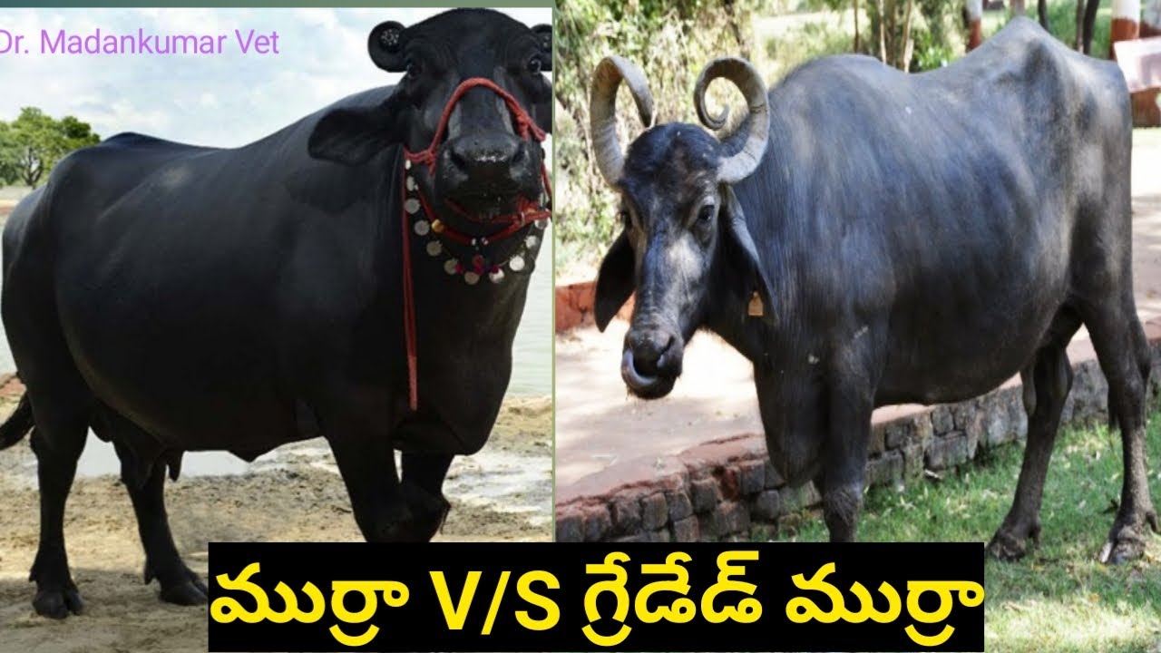 Murrah Buffalo V/S Graded Murrah  Telugu | Dr. Madankumar Vet
