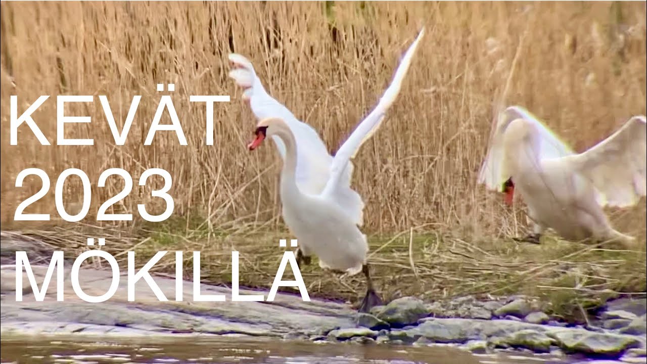 Kevät 2023 mökillä: kevät toi linnut, niiden laulut ja joutsenten reiviiritaistot @KRANTTUTANTTU