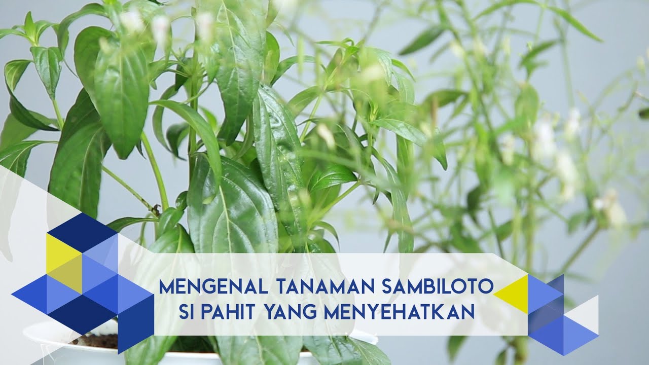 IPB Pedia: Mengenal Tanaman Sambiloto, Si Pahit yang Menyehatkan