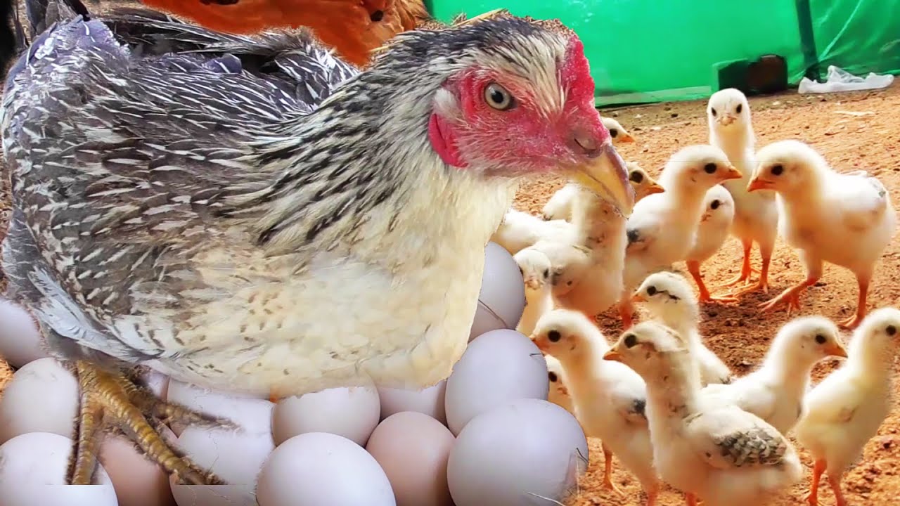 MURGI Hen Harvesting eggs to Chicks 