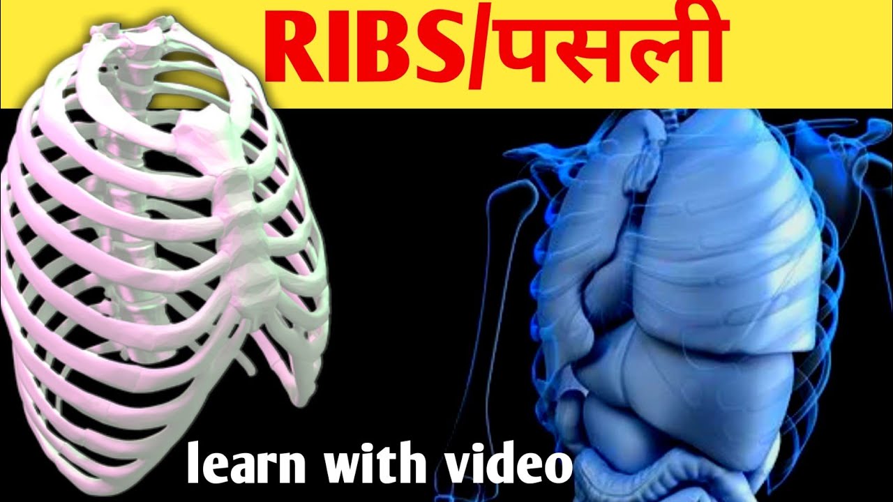 rib cage bone |ribs structure ||chest bones structure ||human chest bone structure|ribs bone anatomy