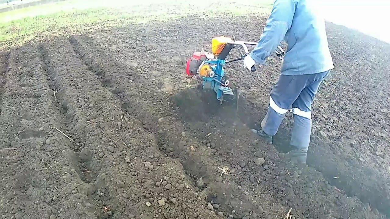 Кумир. Садимо буряк.