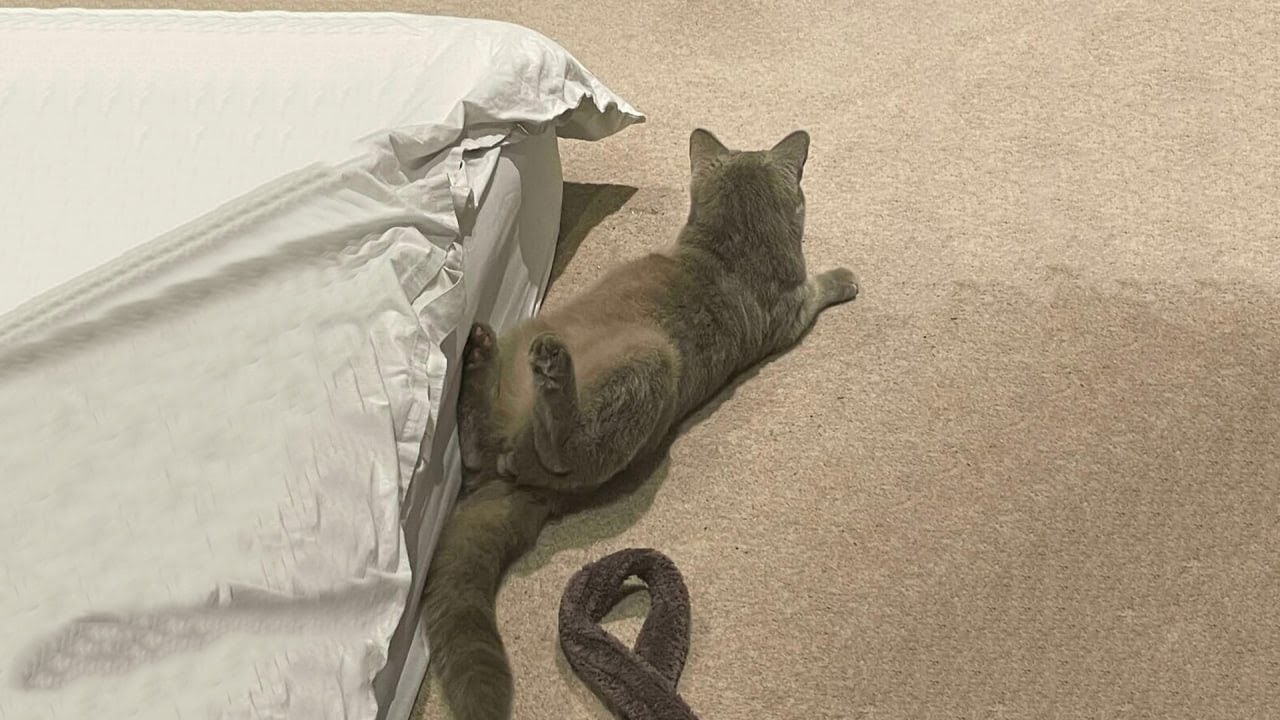 The Funniest Cat Videos 🐱 Try Not To Laugh Part 51