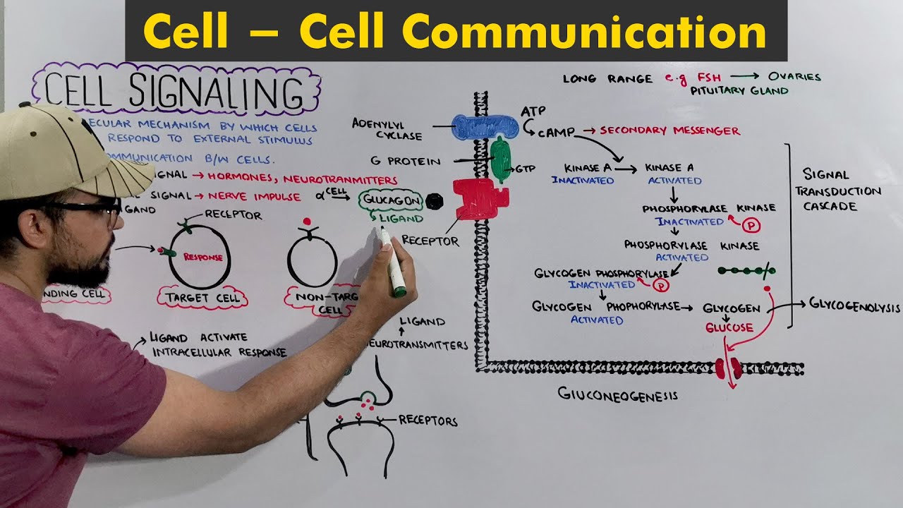 Cell signaling: Cell to cell communication / body coordination