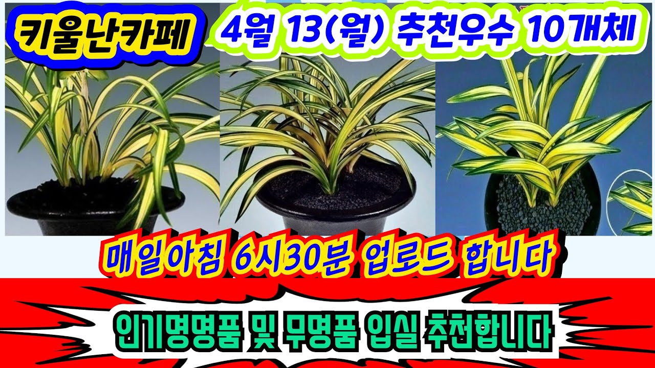 04/13(월) 추천우수 10개체 [1.신문 2~3.송정 4.사천왕 5.아가씨 6.진주수 7.입변황중투 8.입변중압중투호 9.설 백호중투 10.송정]