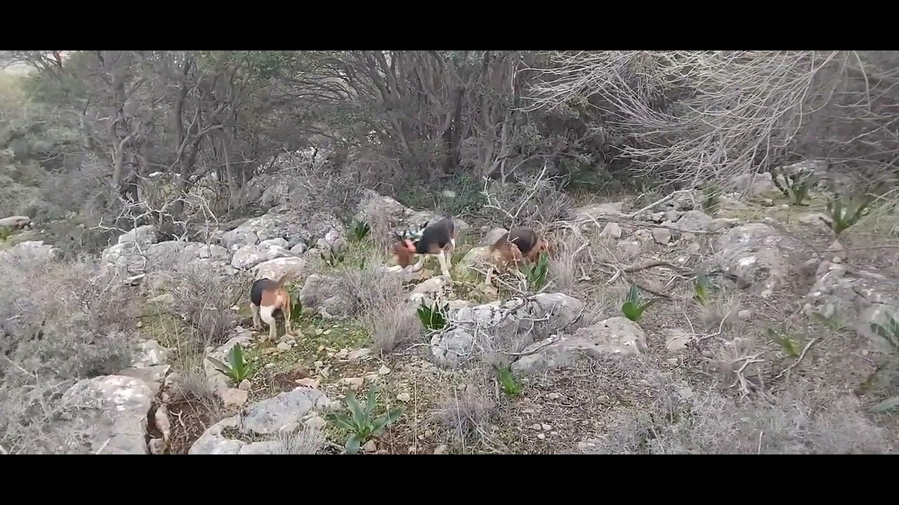 24/1/26 μπιγκλ κρητη πρωτο εκπαιδευτικο , crete hunting beagles