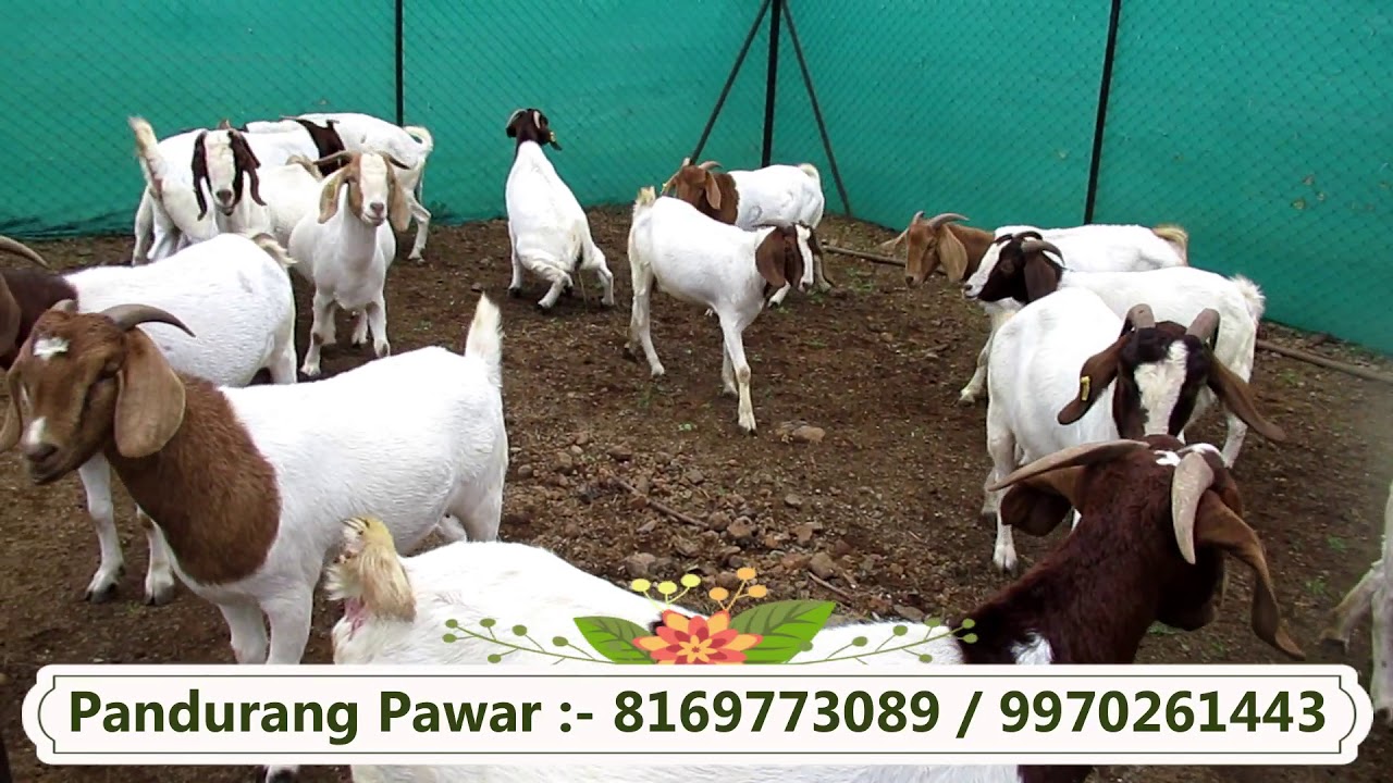 पांडुरंग पवार | बोअर बकरीची विक्री कशी करावी?|How to sale Boer goats ( Marathi)