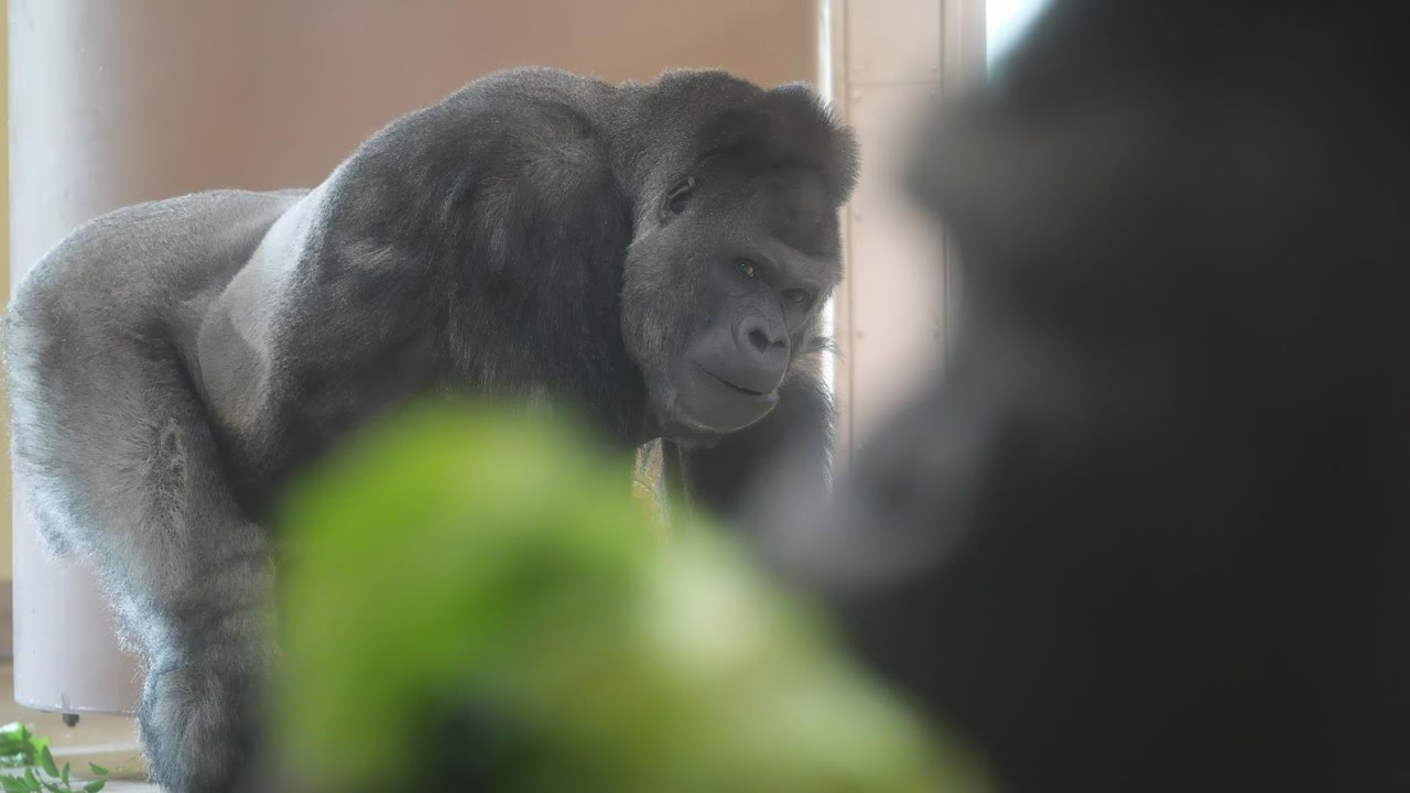 人も変わるがゴリラも変わる。変わりゆくシャバーニファミリー　東山動植物園　ゴリラ　202512
