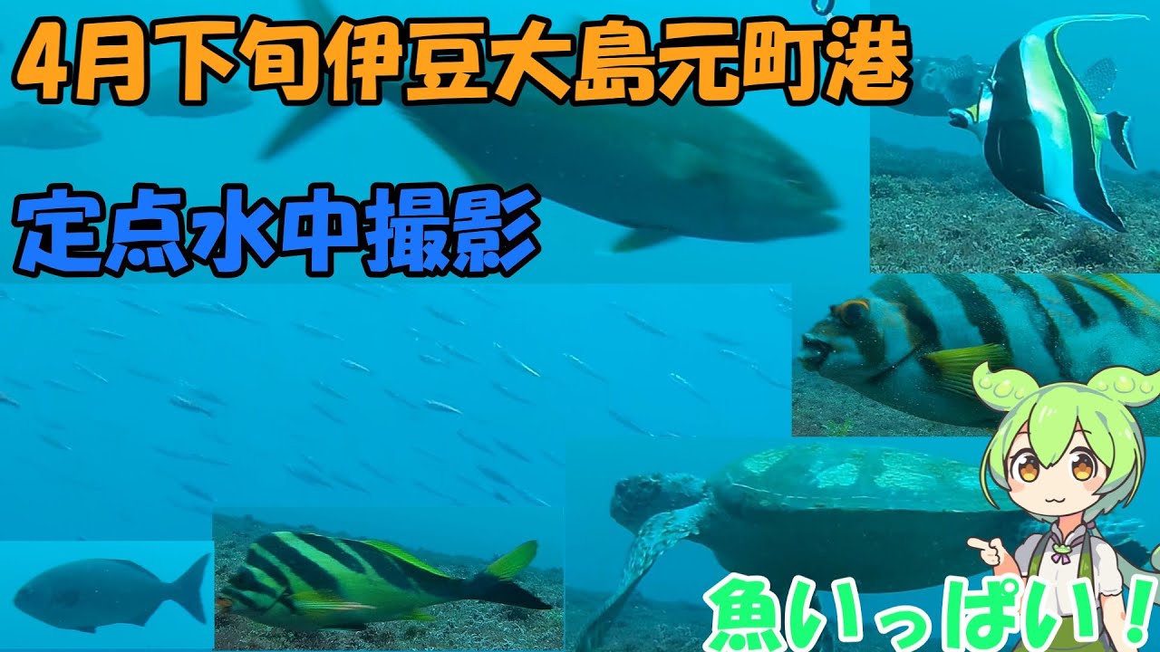 2024年4月下旬伊豆大島元町港水中定点撮影