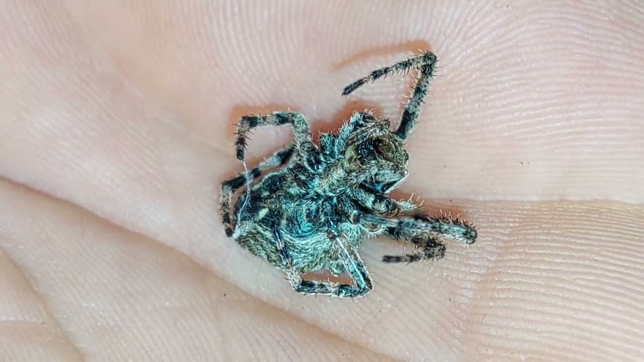 Spider From A Closer Look- Larinioides Sclopetarius