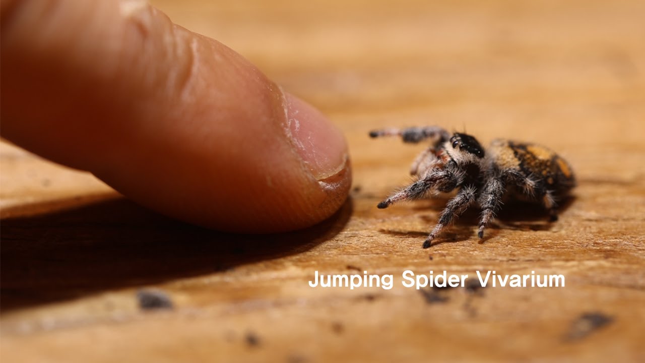 Making a Jumping Spider Vivarium 깡충거미 비바리움 만들기