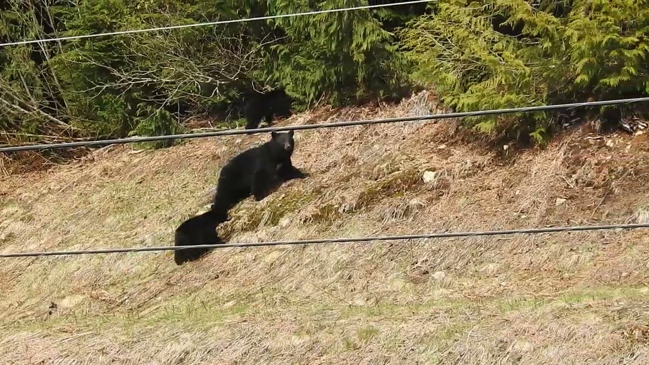 Black Bear Family Scared by Grizzly near Whistler
