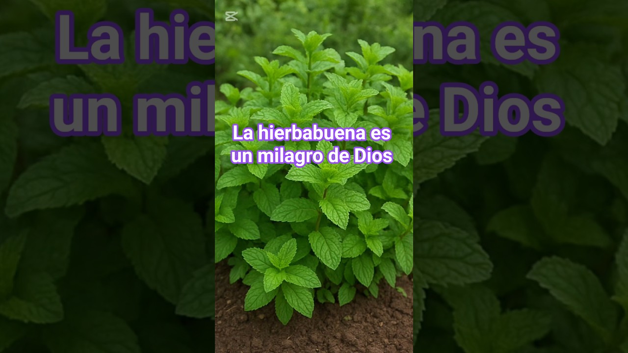 5 secretos de la hierbabuena #plantas #sabila #natural #jugosverdes #plantas