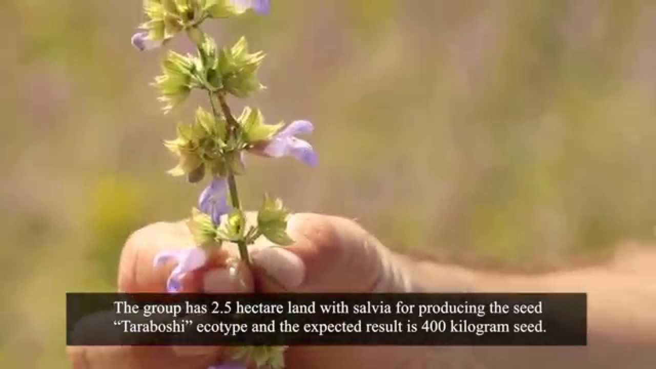 Salvia Officinalis