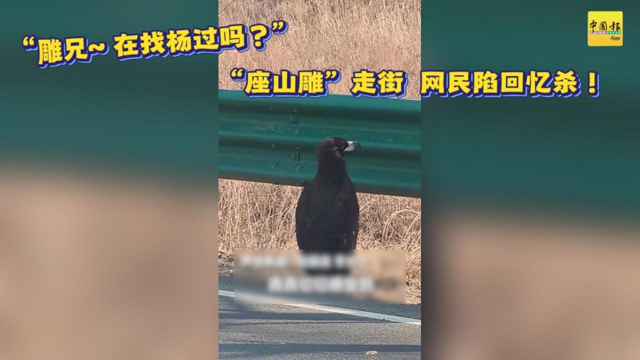 动新闻｜回忆杀！路上惊见&ldquo;座山雕&rdquo;悠闲走街  全网呼叫杨过