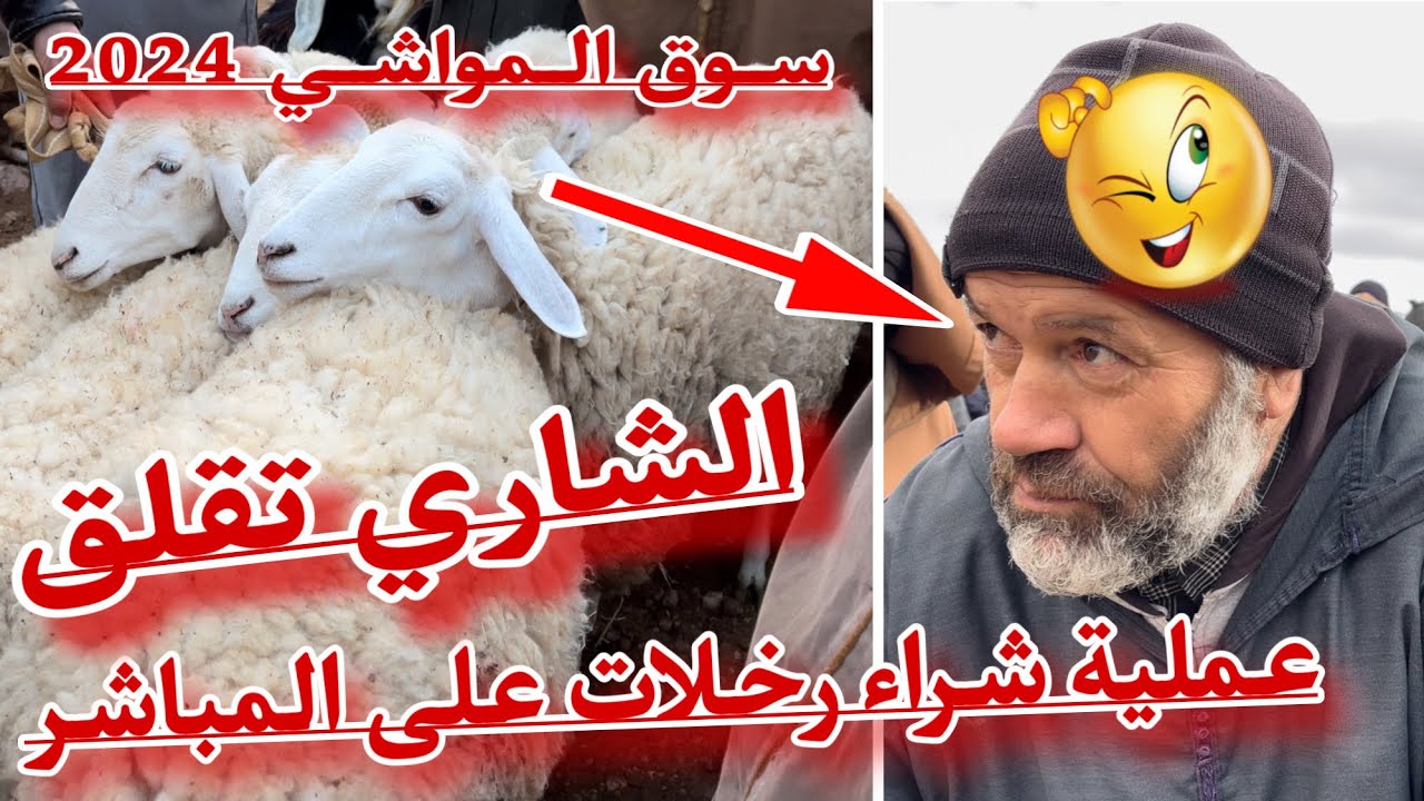 عملية شراء علوشات رخلات على المباشر/ الشاري تقلق و البائع يتمسك بهذا السعر جديد سوق الرخلات من تيارت