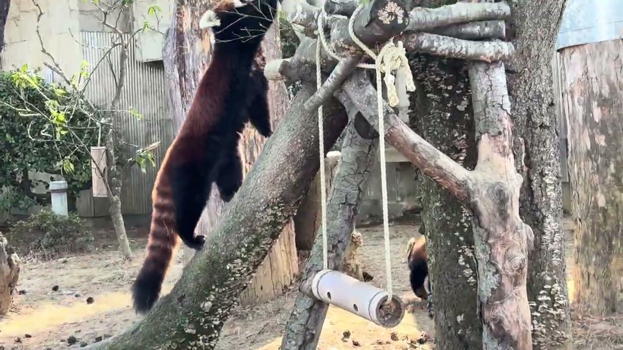 八木山動物公園   レッサーパンダ   ナツメとヤンヤン同居中