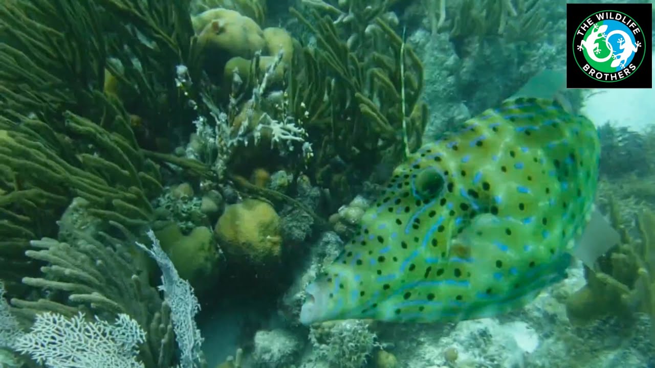 Beautiful Caribbean Reef Fish!
