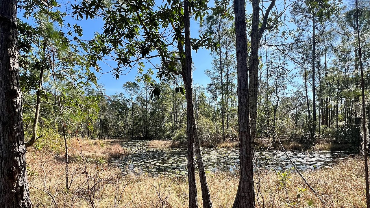 HIKING the TAVARES NATURE TRAIL