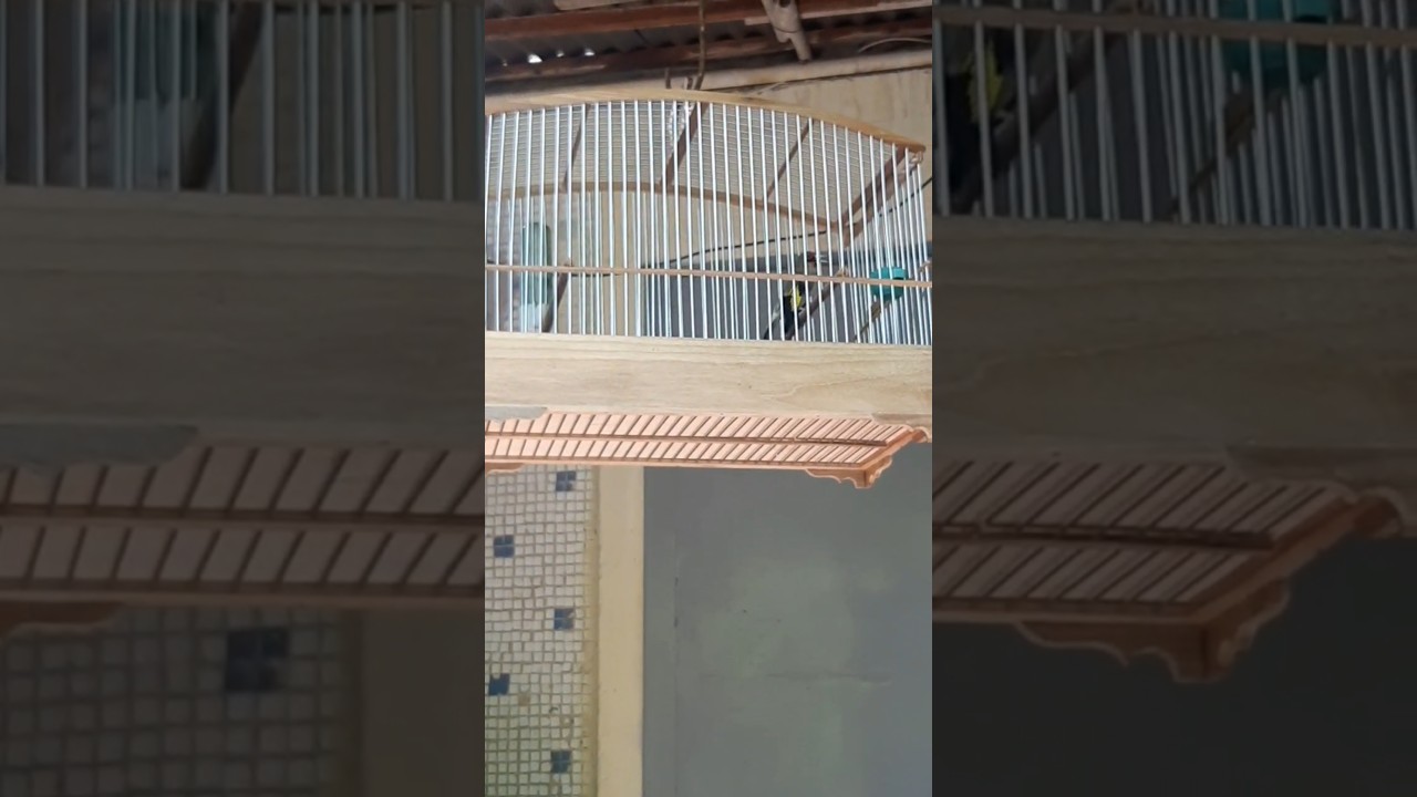 Седеголовий щегол чирчир #birds #goldfinch #подпишись #sehre #рекомендации #finches #canary #shorts