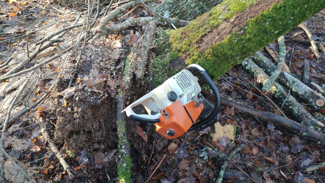 Abattage de frêne Attention la 660 journée au bois de chauffage #forestmen #bergerallemand #chien
