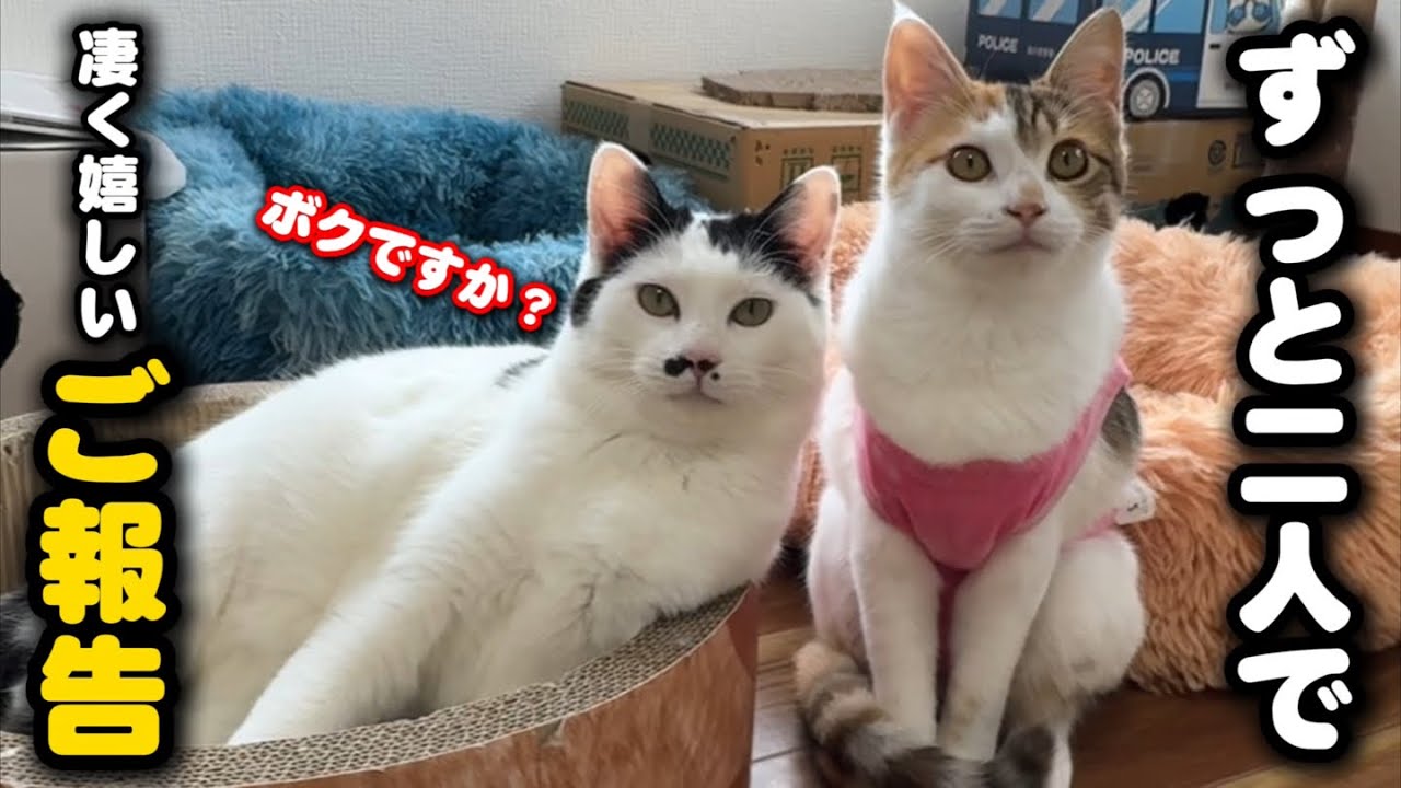 ふたり一緒でお願いします！夢のような譲渡が決まりました