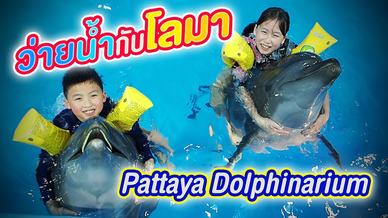 ว่ายน้ำกับโลมา Pattaya Dolphinarium