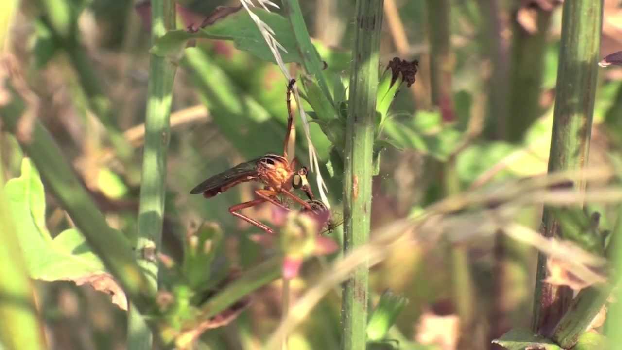 Robberfly Documented Behavior Rare Capture On Film