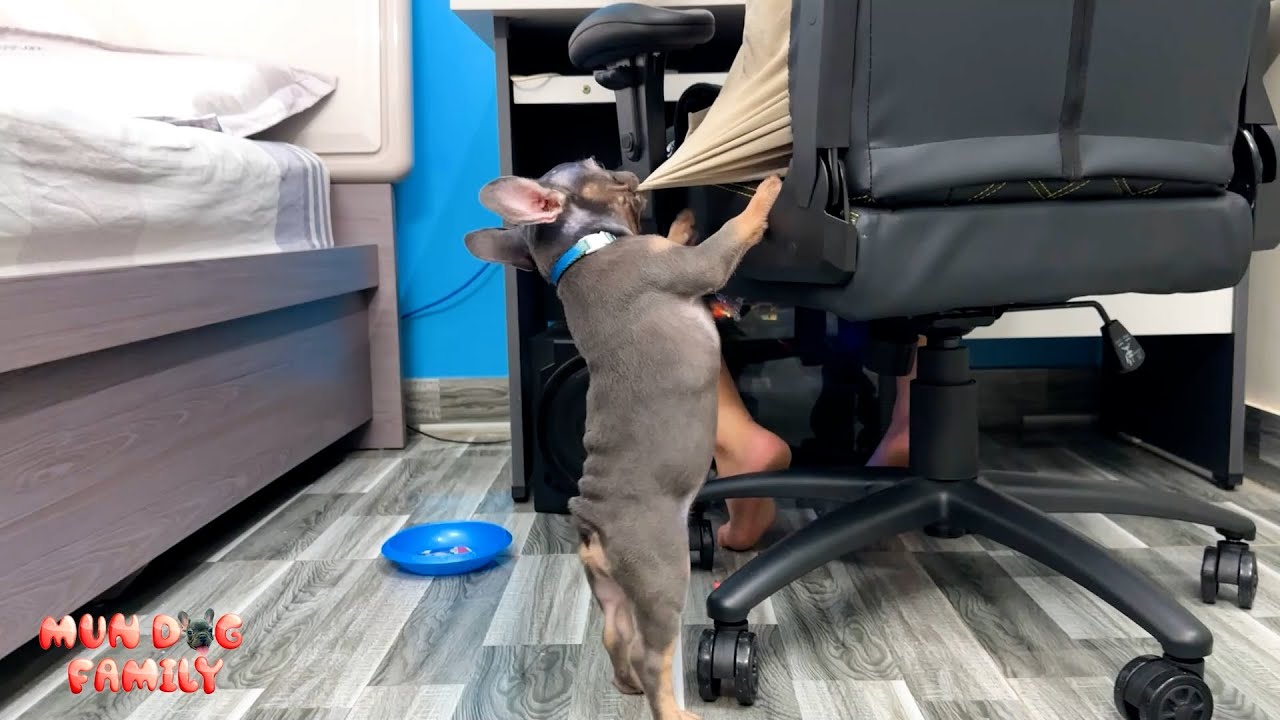 Mun Dog pulling on her dad's shirt to demand food looks so funny