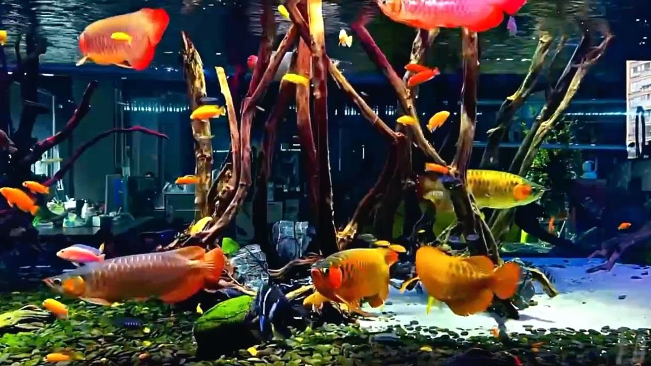 Red Arowana Fishes in Malawi Cichlids Tank | Amazing Arowana Community