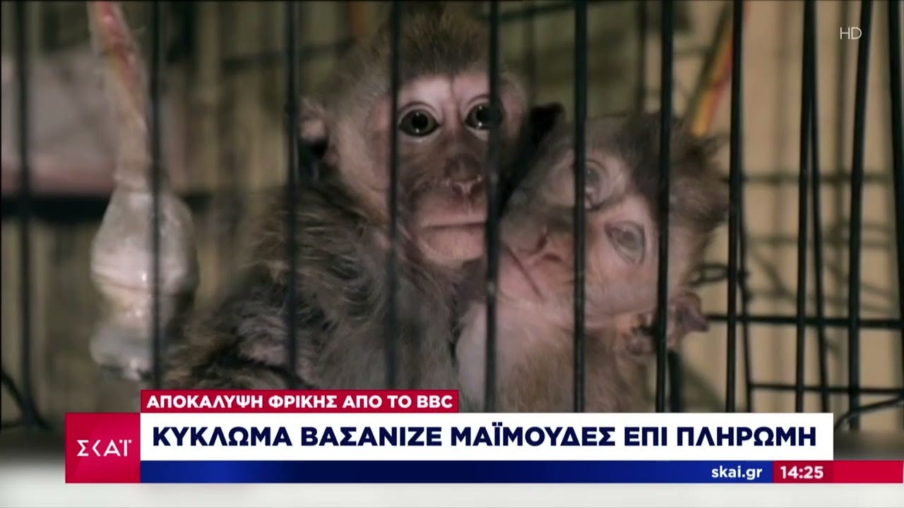Αποκάλυψη φρίκη από το BBC: Κύκλωμα βασάνιζε μαϊμούδες επί πληρωμή | Μεσημβρινό δελτίο