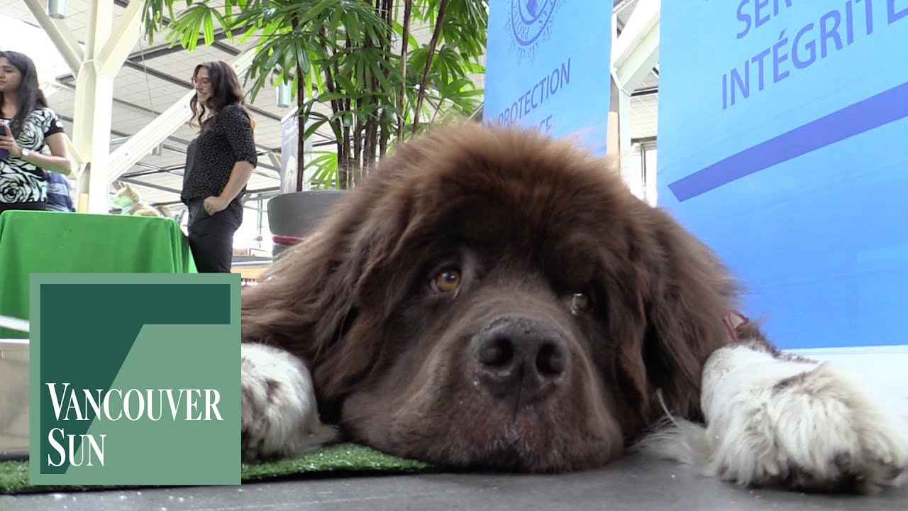 Vancouver airport kicks off Dog Days of Summer | Vancouver Sun