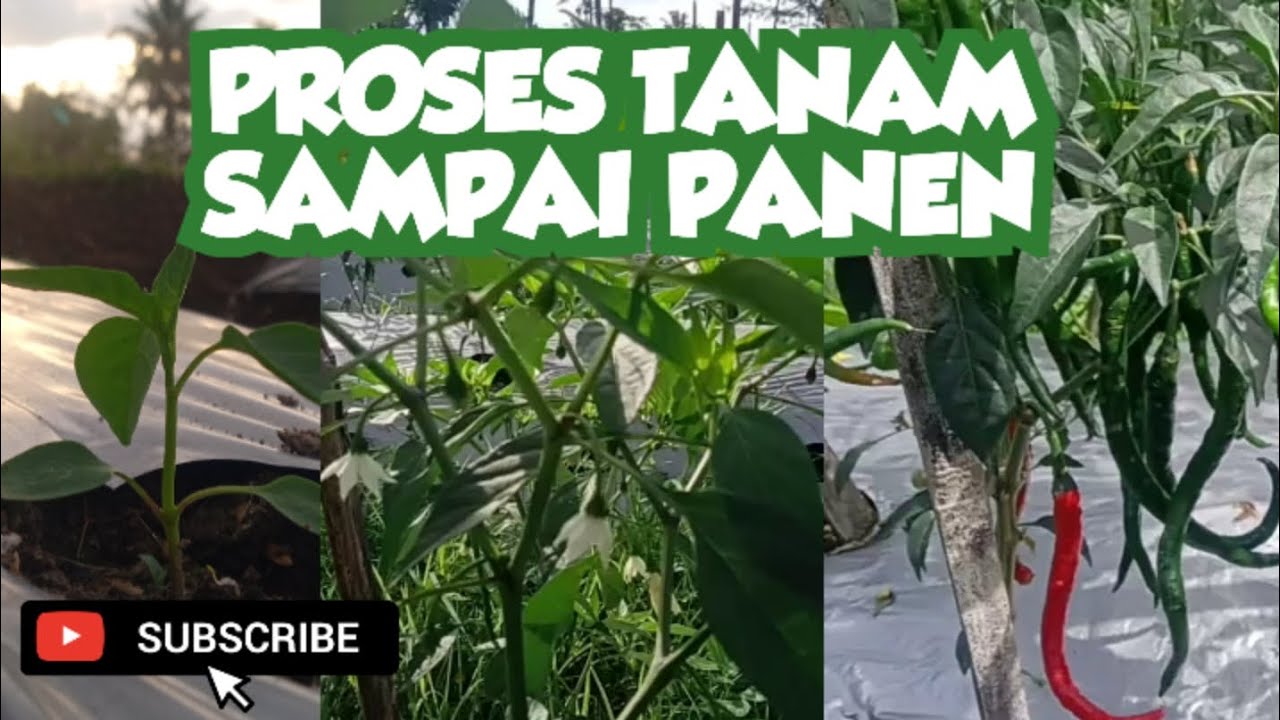 CABE MERAH KERITING 2026