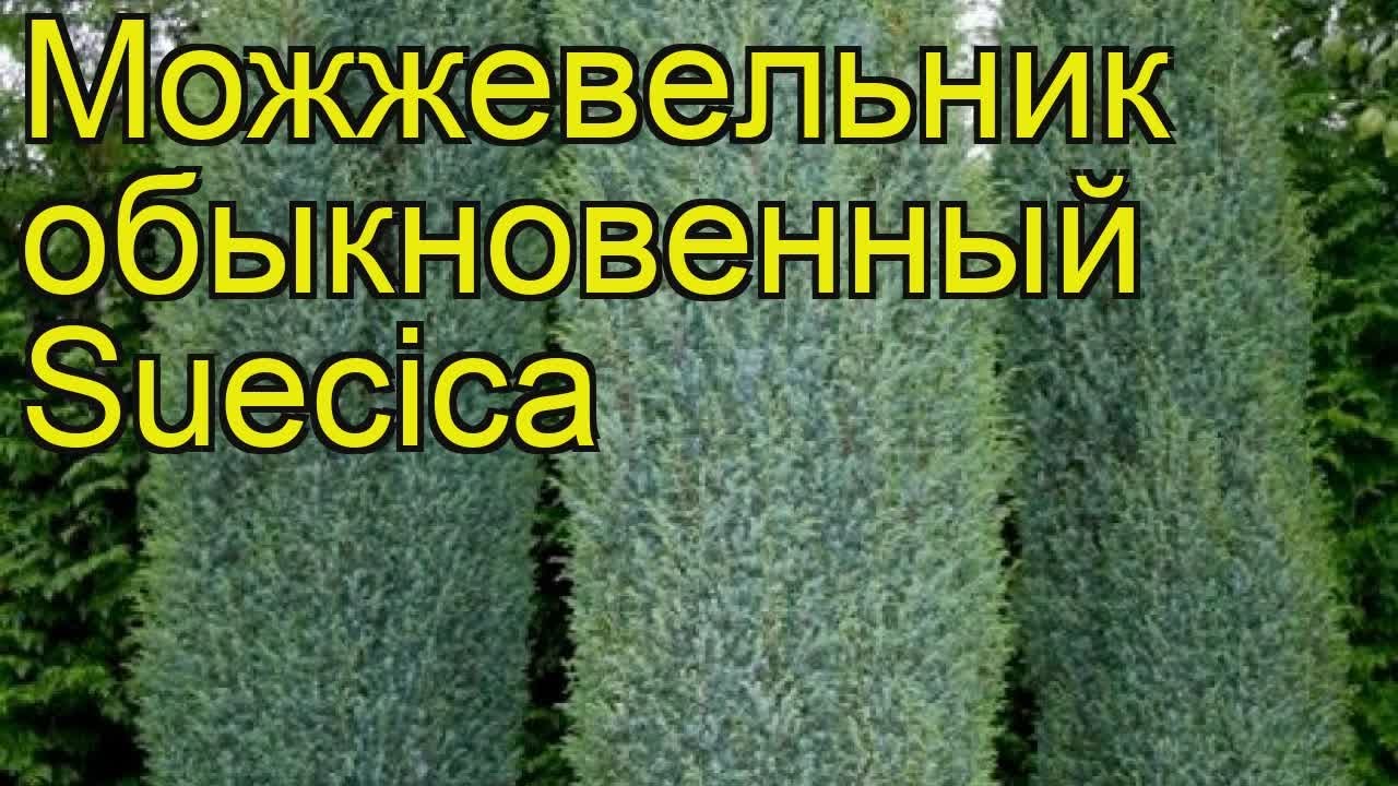 Можжевельник обыкновенный Суецика. Краткий обзор, описание характеристик juniperus communis Suecica
